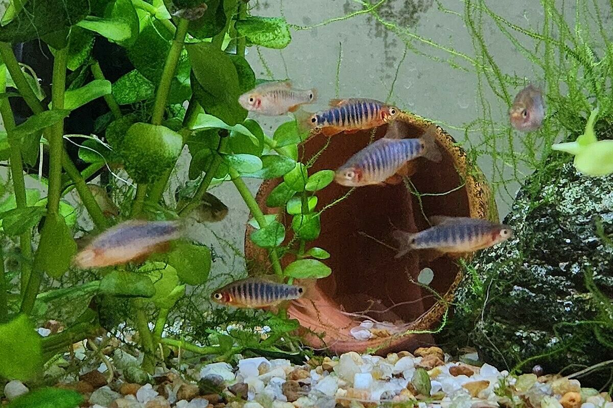 Imagem do Danio Esmeralda